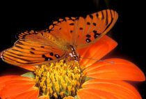 Detail of captive gulf fritillary butterfly on flower von Danita Delimont