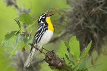 Male yellow-throated warbler singing on branch von Danita Delimont