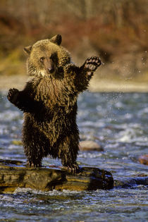 Cub playing in river von Danita Delimont