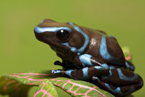 Close-up of blue and black dart frog von Danita Delimont
