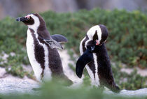 Grooming Jackass Penguins (Phalacrocorax capensis) von Danita Delimont