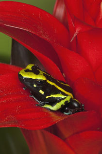 Close-up of three-stripe dart frog von Danita Delimont