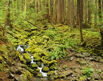 Stream with mossy rocks and forest near Sol Duc by Danita Delimont