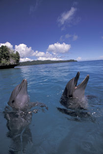 Palau Bottlenose dolphins (Tursiops truncatus) by Danita Delimont