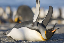 King Penguins (Aptenodytes patagonicus) lying on belly while stretching wings along shoreline at massive rookery along Saint Andrews Bay at sunset on summer evening by Danita Delimont