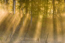 Foggy Sunrise at Tamarac NWR near Detroit Lakes Minnesota von Danita Delimont