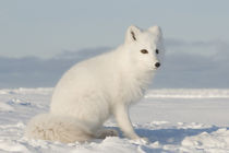 Along the arctic coast von Danita Delimont