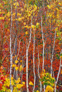 Autumn aspens in Acadia National Park by Danita Delimont