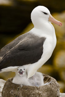 Profile of black-browed albatross parent protecting chick in nest by Danita Delimont