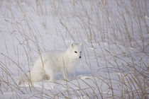 Arctic Fox by Danita Delimont