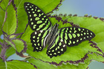 Graphium agamemnon the Tailed Jay Butterfly by Danita Delimont