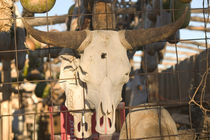 Mesilla: Historic Mesilla Plaza Decorative New Mexico Cow Skulls von Danita Delimont