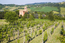 View through Vineyard to Chiesa Di Casaglia von Danita Delimont