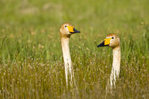 Whooper swan pair in Iceland von Danita Delimont