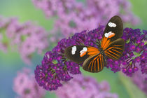 Heliconius melpomene the Postman Butterfly von Danita Delimont