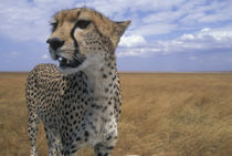 Adult Female Cheetah (Acinonyx jubatas) looks out at surrounding savanna by Danita Delimont