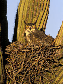 Great horned owl on nest in Saguaro cactus von Danita Delimont