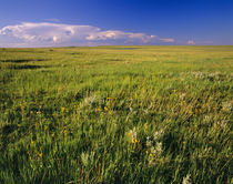 Short Grass Prairie in remote northeastern Montana by Danita Delimont