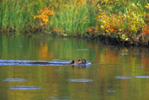 Beaver in fall rain storm by Danita Delimont