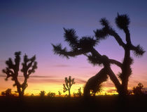 Mojave Desert by Danita Delimont