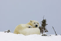 Polar bear cub being protected by mother by Danita Delimont