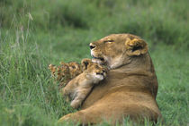 African lion mother and three cubs by Danita Delimont