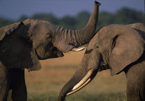 Two Bull elephants (Loxodonta africanus) sparring with tusks on savanna by Danita Delimont