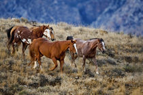 Horses roaming the scenic hills of the Big Horn MT of Shell Wyoming by Danita Delimont