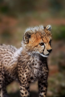 Cheetah (Acinonyx Jubatus) as seen in the Masai Mara by Danita Delimont