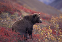 A female grizzly bear stands on alpine tundra in fall color by Danita Delimont