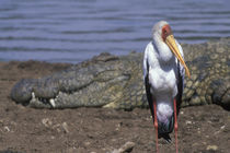 African Spoonbill (Platalea alba) standing along banks of Mara River by Nile Crocodile von Danita Delimont