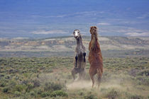 Two wild horses fighting by Danita Delimont