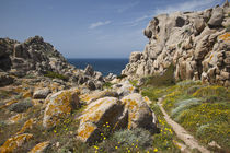 Capo Testa landscape von Danita Delimont