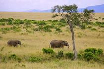 A African Elephant grazing in the fields of the Maasai Mara Kenya von Danita Delimont