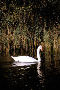 Mute swan by Danita Delimont