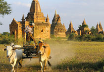 A cart is drawn past some Bagan temples at sunset by Danita Delimont