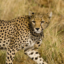 Cheetah at Samburu NP von Danita Delimont