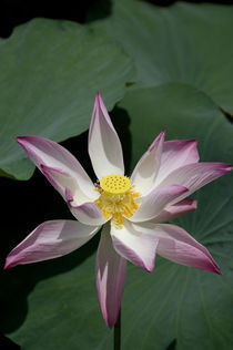 Pink lotus flower von Danita Delimont