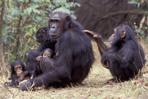 Gombe NP Infant female chimpanzee (Pan troglodytes) grooms her mother von Danita Delimont