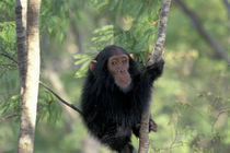 Gombe NP Infant male chimpanzee (Pan troglodytes) by Danita Delimont