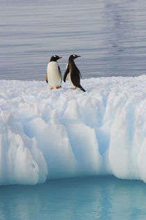 Southern Ocean by Danita Delimont