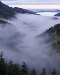 Foggy Valley viewed from Morton Overlook by Danita Delimont