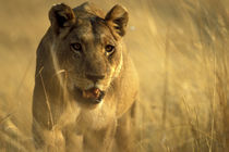 Lioness (Panthera leo) walking through tall grass near Xakanaxa by Danita Delimont