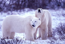 Polar Bears (Ursus mritimus) von Danita Delimont