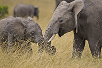 A African Elephant grazing in the fields of the Maasai Mara Kenya by Danita Delimont