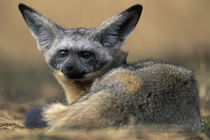 Bat Eared Fox (Otocyon megalotis) rests on savanna in early morning by Danita Delimont