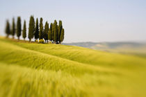 Selective Focus Cypress Trees and Wheat Field in Tuscany by Danita Delimont