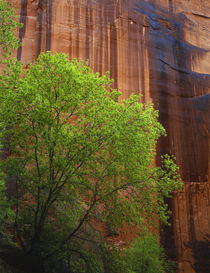 Tree in front of steep rock face by Danita Delimont