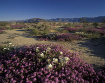Dune and Evening Primrose and Sand Verbena by Danita Delimont