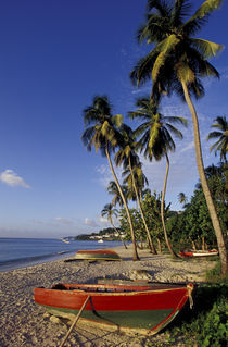 Boats on palm tree-lined beach by Danita Delimont